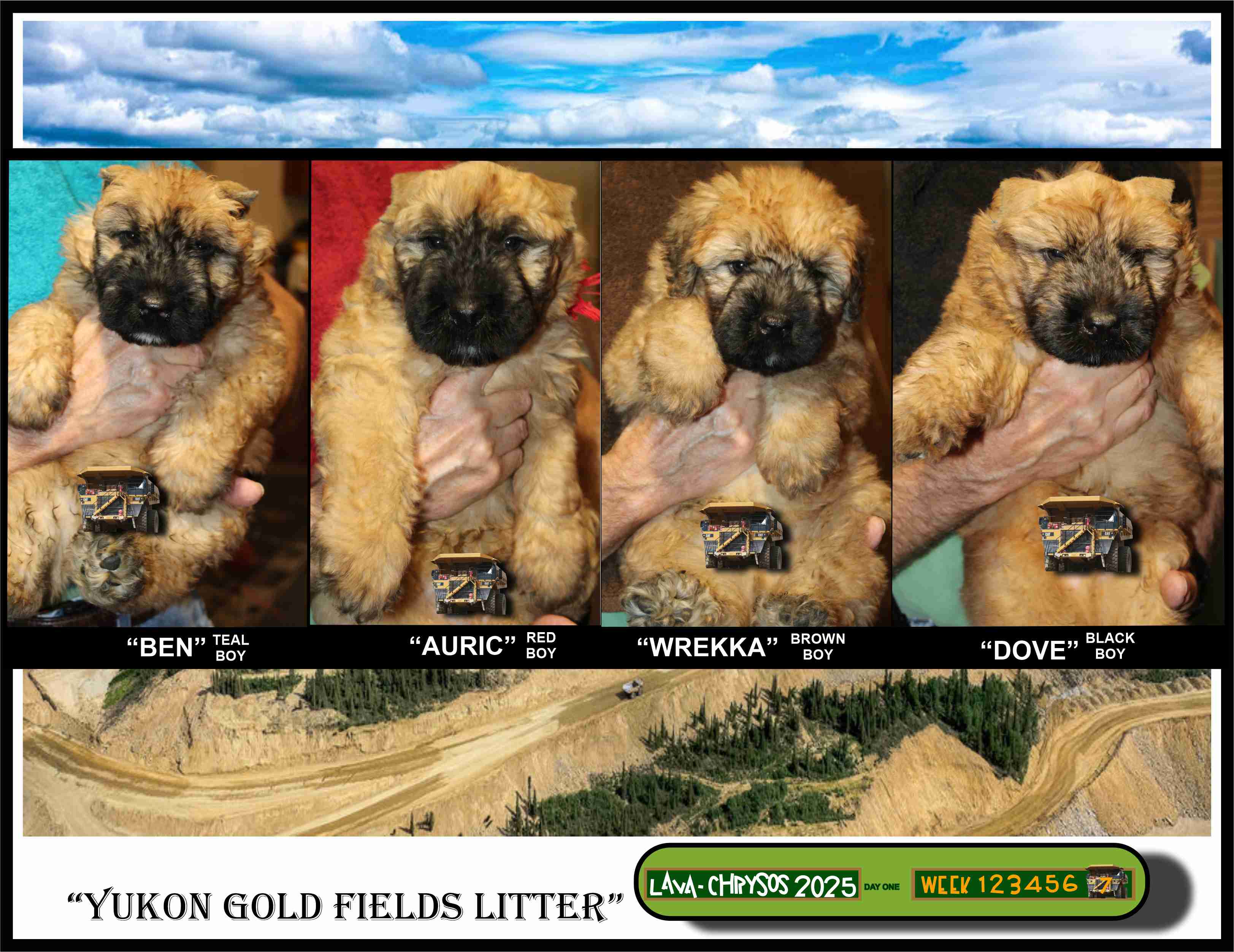 Yukon Gold Fields Litter 2025